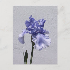 Iris Bloom Postkarte