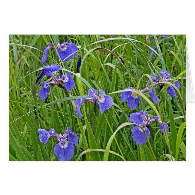 Iris Blooms (Devant horizontal)