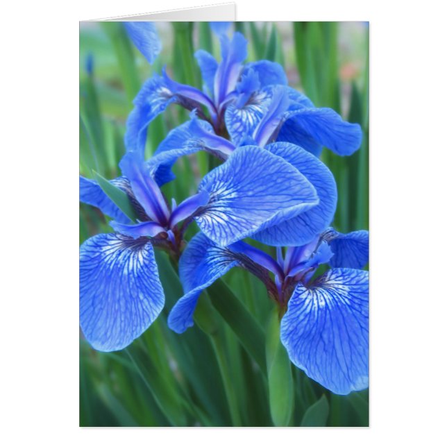Iris Blue (Vorne)