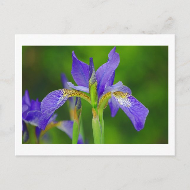 Iris Blue Blume Postcard Postkarte (Vorderseite)