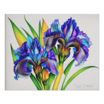 Iris-Blume, die wunderschönen Frühlingsblumen