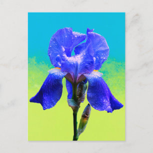 Iris-Blume Feiertagspostkarte