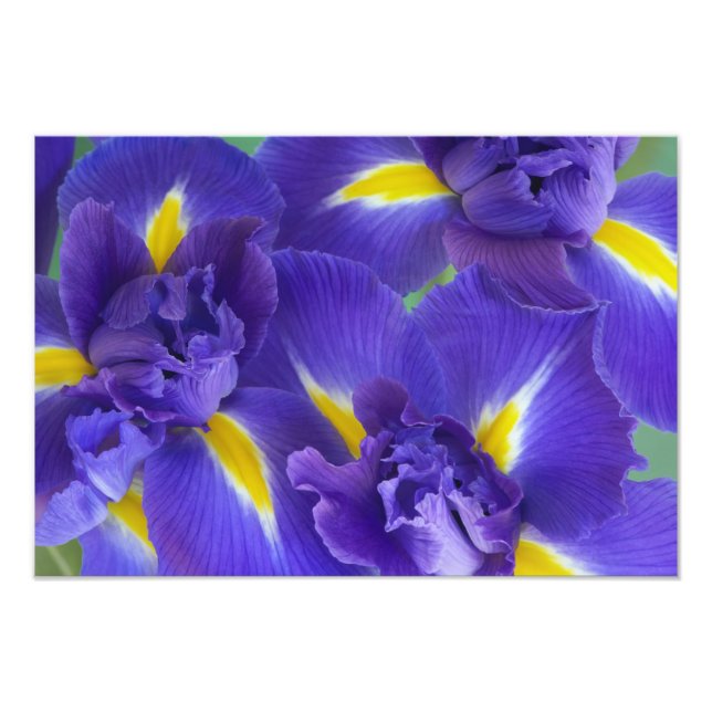 Iris-Blume Fotodruck (Vorne)