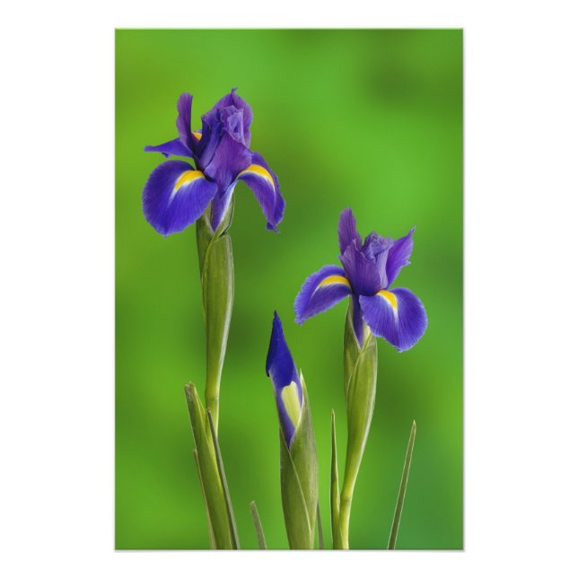 Iris-Blume Fotodruck (Vorne)