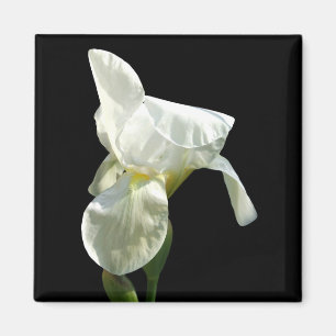 Iris Blume Magnet