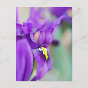 Iris Blume Magnet Feiertagspostkarte