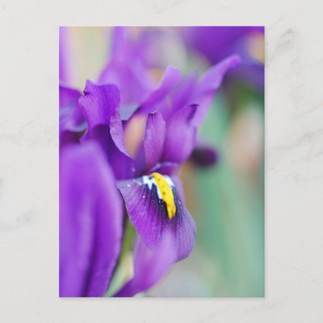 Iris Blume Magnet Feiertagspostkarte (Vorderseite)