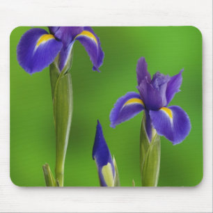 Iris-Blume Mousepad