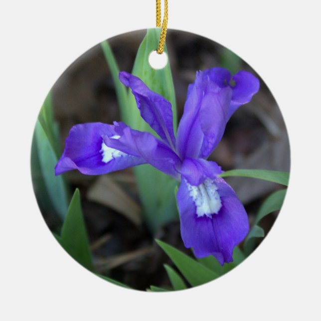 Iris Blume Ornament (Vorne)