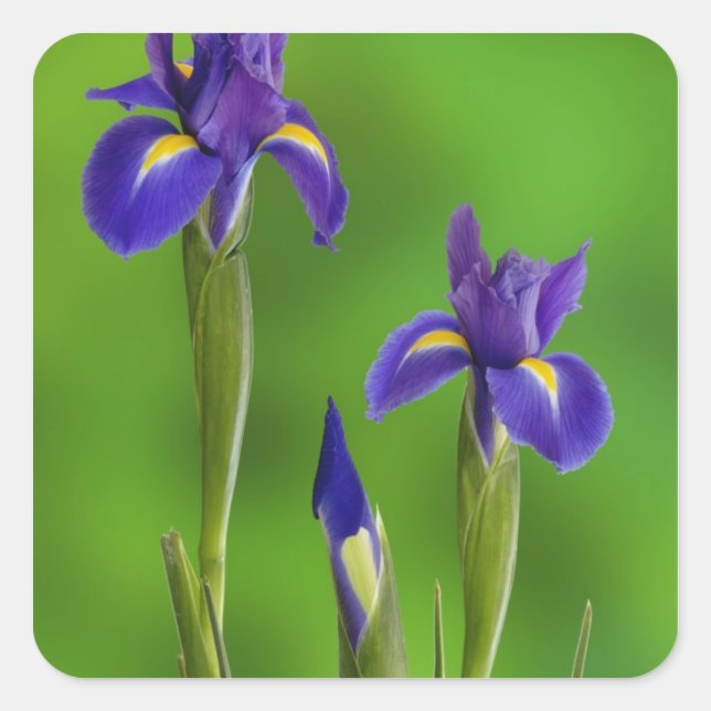 Iris-Blume Quadratischer Aufkleber (Vorderseite)