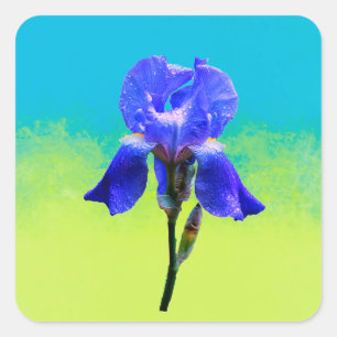 Iris-Blume Quadratischer Aufkleber