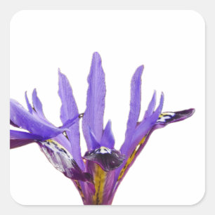 Iris-Blume Quadratischer Aufkleber