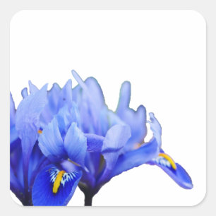 Iris-Blume Quadratischer Aufkleber