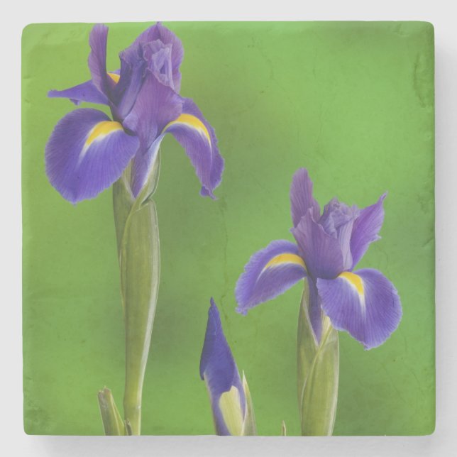 Iris-Blume Steinuntersetzer (Vorderseite)