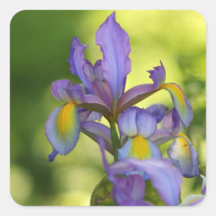Iris Blume Stickers
