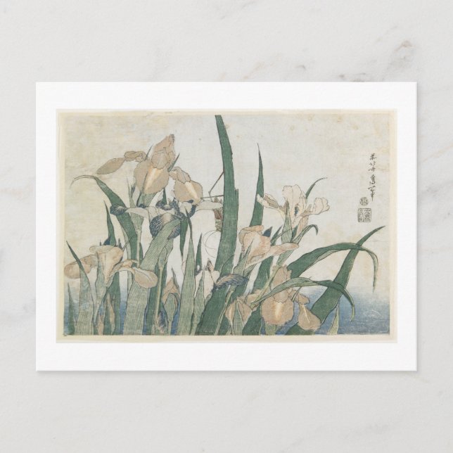 Iris-Blume und Grasshopper, c.1830-31 Postkarte (Vorderseite)