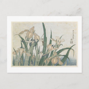 Iris-Blume und Grasshopper, c.1830-31 Postkarte