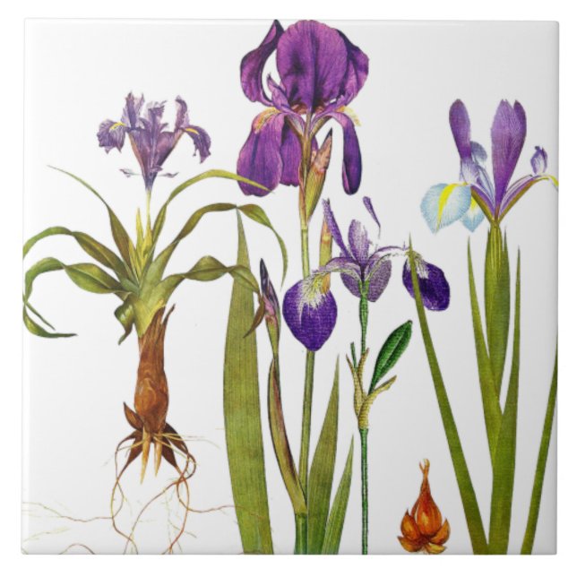 Iris-Blumengarten-botanische Blumen-Fliese Fliese (Vorderseite)