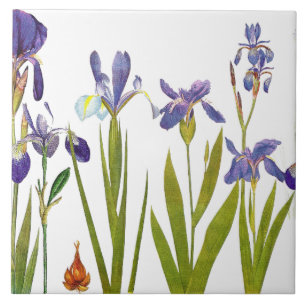 Iris-Blumengarten-botanische Blumen-Fliese Fliese