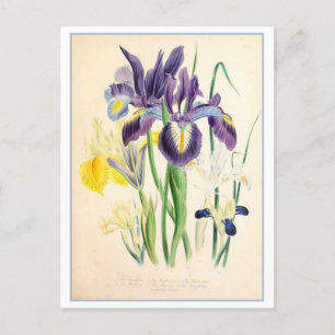 Iris-Botanische-Illustration Vintage Postkarte