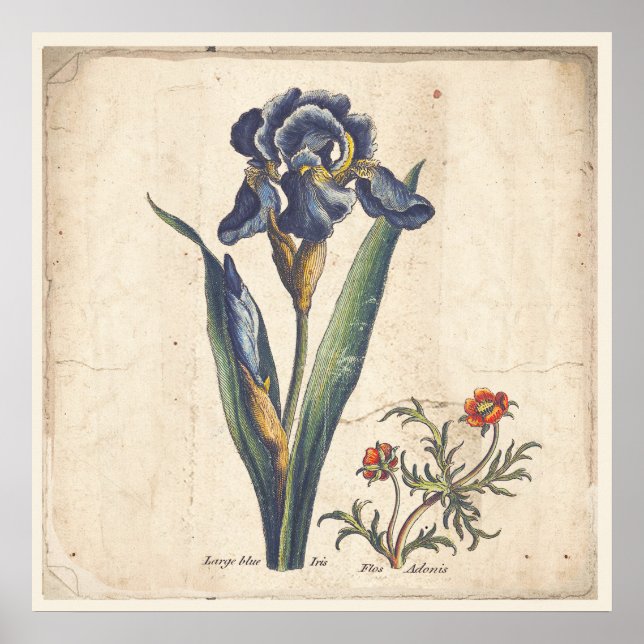 Iris Botanische Print Antique Illustration Poster (Vorne)