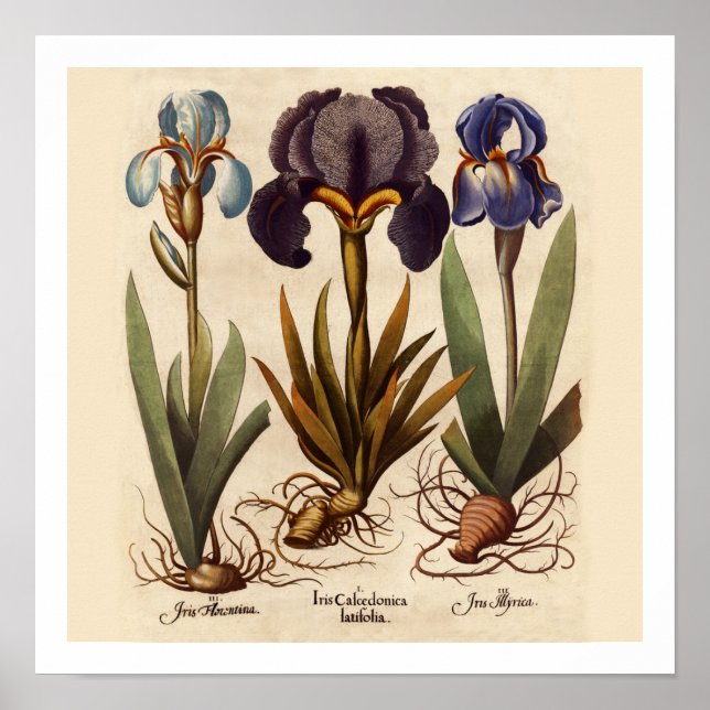 Iris Bulbs Botanische Printwerbung Poster (Vorne)