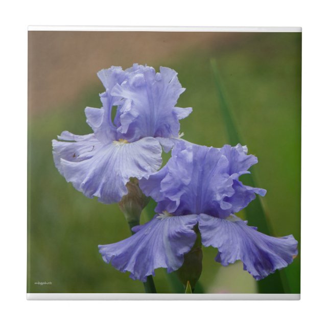 Iris Delight Fliese (Vorderseite)