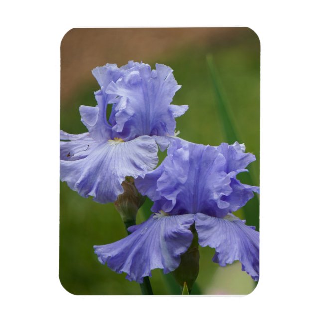 Iris Delight Magnet (Vertikal)
