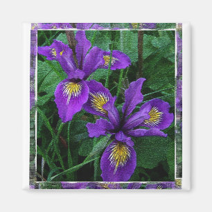 Iris der Pazifikküste (Douglas) - Magnet