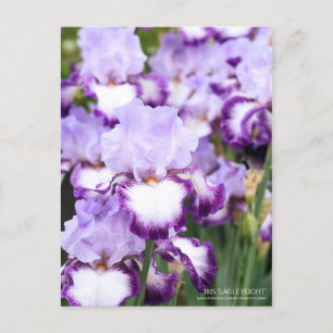 Iris "Eagle Flight" [Postkarte] Postkarte