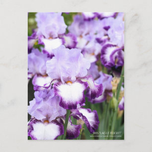 Iris "Eagle Flight" [Postkarte] Postkarte