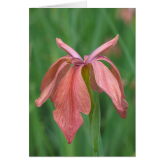 Iris en cuivre