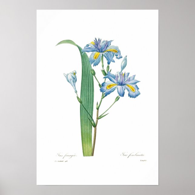 Iris fimbriata poster (Vorne)