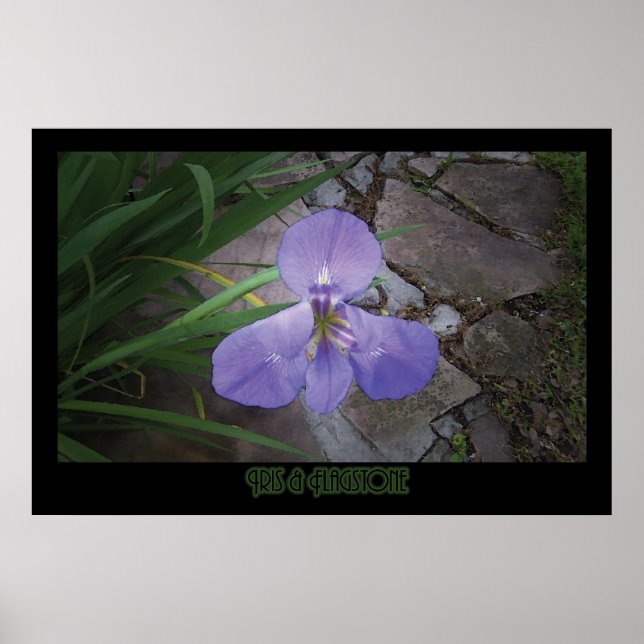 "Iris & Flagstone" - Drucken Poster (Vorne)