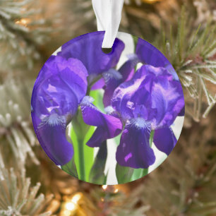 Iris Fleur Iris Violette