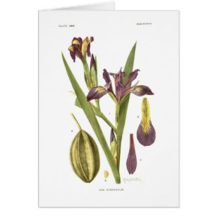 Iris flexicaulis durch Mary E Eaton