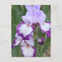 Iris "Flug" Postkarte] ポ ス ト Eド