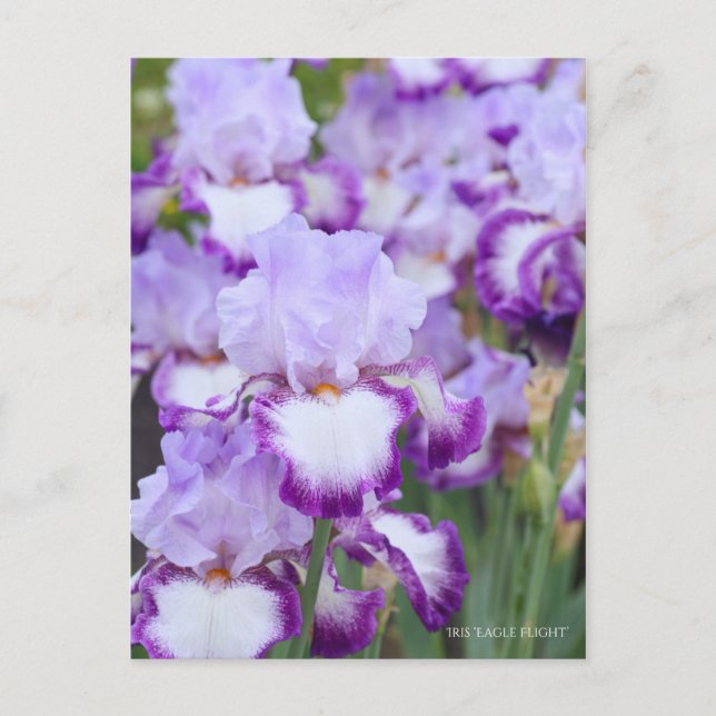 Iris "Flug" Postkarte] ポ ス ト Eド Postkarte (Vorderseite)