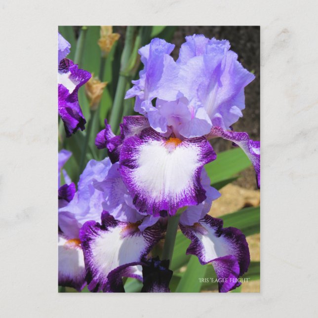 Iris "Flug" Postkarte] ポ ス ト Eド Postkarte (Vorderseite)