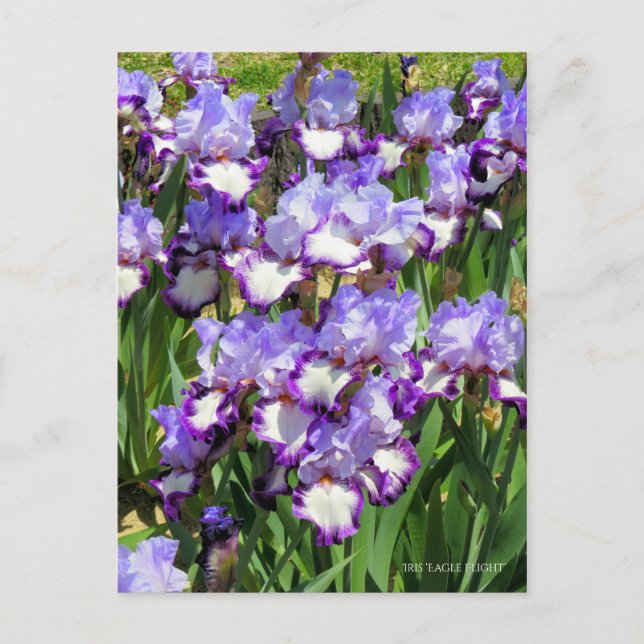 Iris "Flug" Postkarte] ポ ス ト Eド Postkarte (Vorderseite)