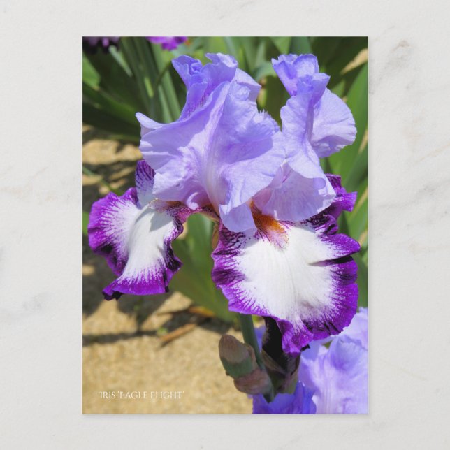 Iris "Flug" Postkarte] ポ ス ト Eド Postkarte (Vorderseite)