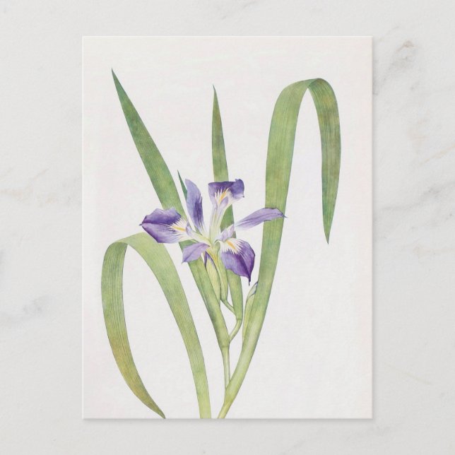 Iris Foliosa von William Dykes Postkarte (Vorderseite)
