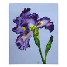 Iris