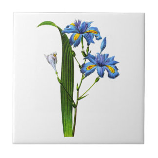 Iris Frangee von Joseph Pierre Redoute Fliese