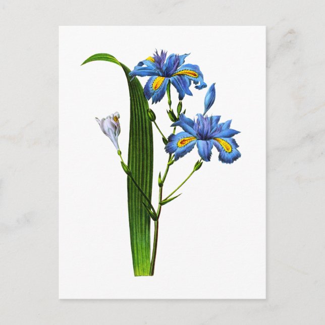Iris Frangee von Joseph Pierre Redoute Postkarte (Vorderseite)