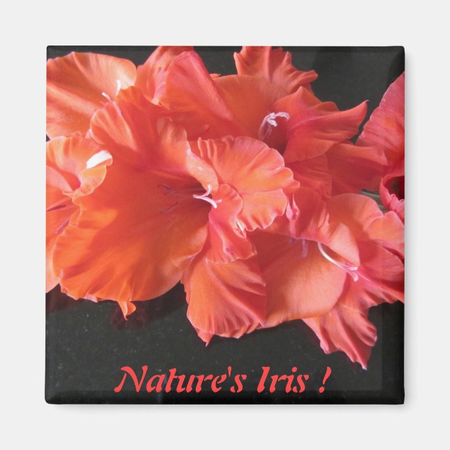 Iris Frig Magnet d'Amber ! (Devant)