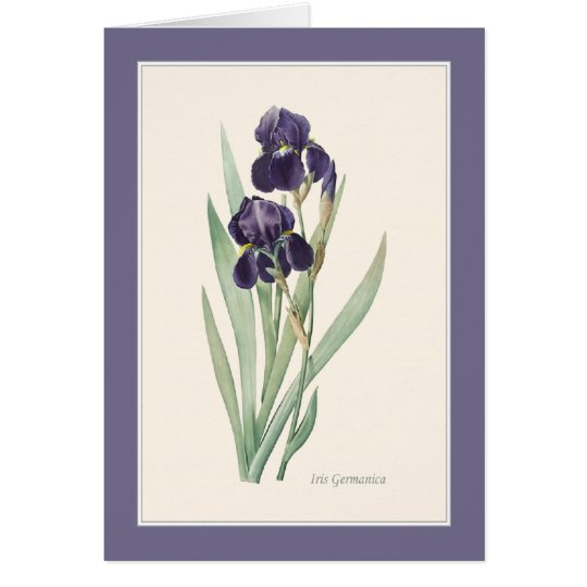 Iris Germanica botanische Anmerkung Karte