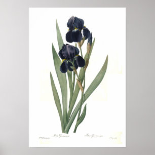 Iris germanica poster