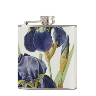 Iris Germanica, von "Les Liliacees", 1805 Flachmann
