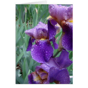 Iris im Regen